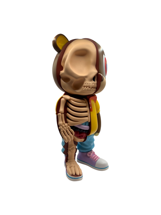 Aboutte AnatomYe Bear Figure